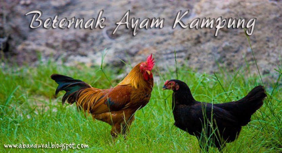 ternak ayam petelur pdf