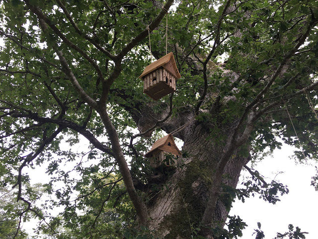 fairy houses in tree
