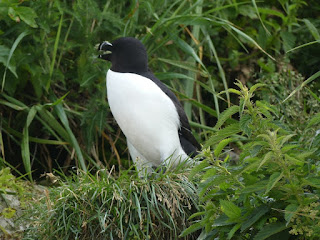 Petit pingouin - Alca torda - Pingouin torda