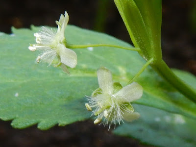 野甘草的花