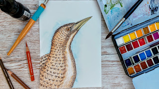 Characterful Bittern bird drawn in dip pen, watercolours and coloured pencil