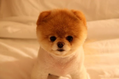 Meet Boo the Cutest Pomeranian Dog Seen On www.coolpicturegallery.us