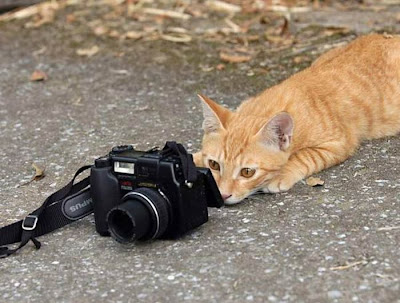 Animal With Camera Seen On www.coolpicturegallery.us