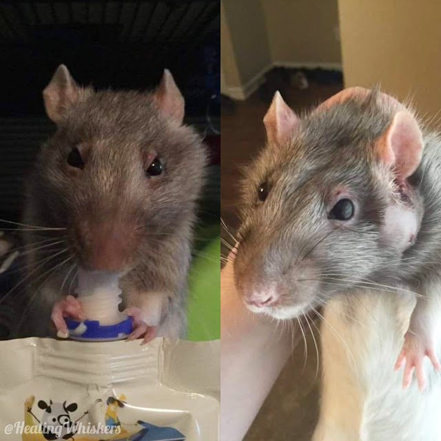 Xavier the rat with a Zymbal's Gland Tumor, or ZGT