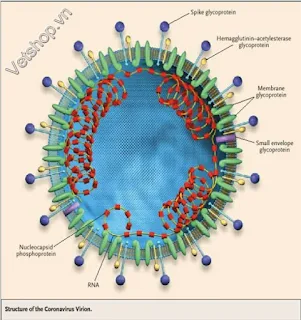 Hình 2: Cấu trúc của Coronavirus