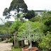 Sanfong Bonsai & Art Garden