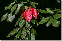 red leaves