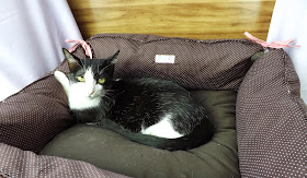 Caminha para cães gatos coelhos porquinhos-da-india Pet Costureiro Balaio de Tigre Artesanato