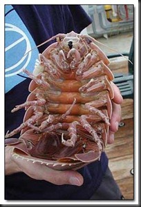 isopod