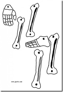 esqueleto 5 (3)