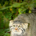 Uncovering the Mysteries of the Manul Cat: A Comprehensive Guide