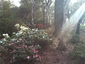 Magic of Spring by Maja Trochimczyk