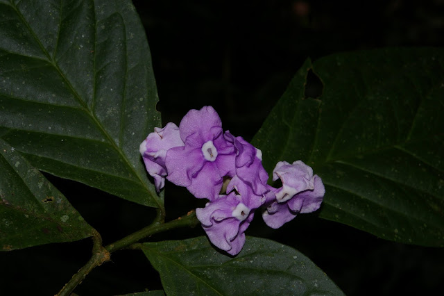 Brunfelsia chiricaspi