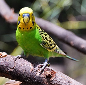 AB Objek Gambar Flora Fauna  dan Alam Benda