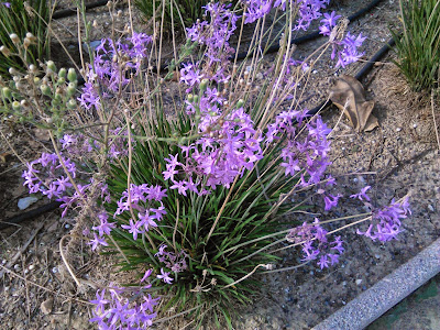 tulbaghia violacea