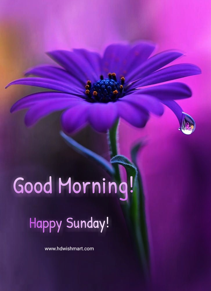35 Best Happy Sunday Wishes Images Greetings Photos And Quotes Hdwishmart