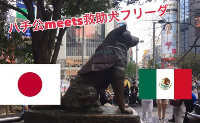 En honor a Frida, Japón le pone el chaleco de la Marina a Hachiko.