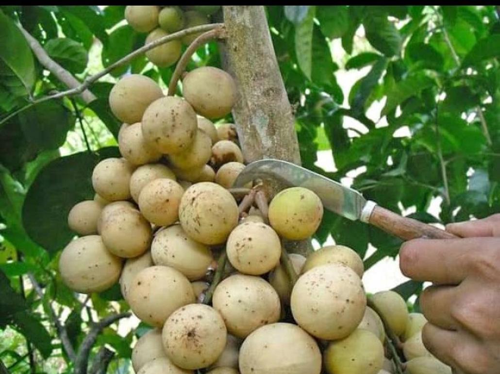 bibit duku tanaman palembang super okulasi pohon dukuh manis jumbo genjeh cepat berbuah koleksi langka Banjarbaru