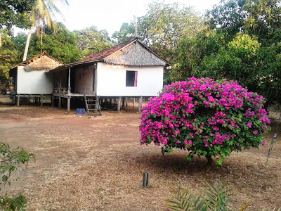 Rumah panggung orangtuaku