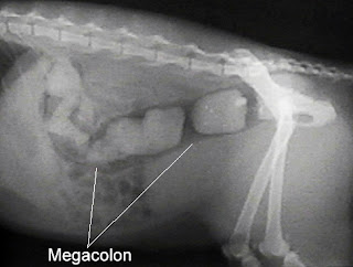megacolon-cats