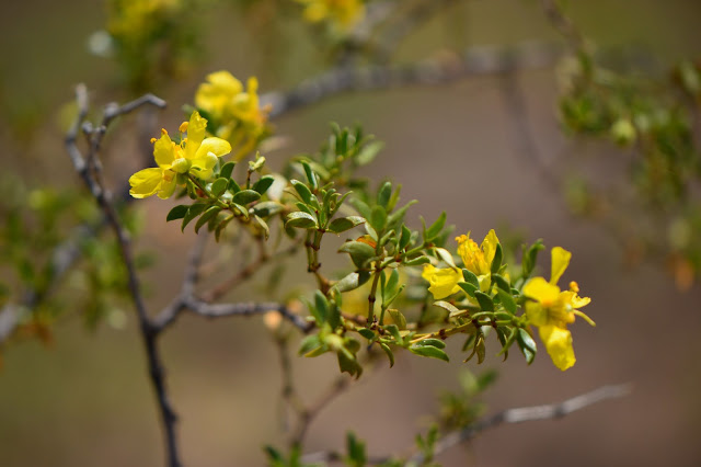 larrea tridentata, creosote, desert, sonoran, small sunny garden, amy myers