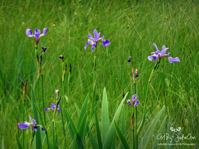 Blue Flag Iris