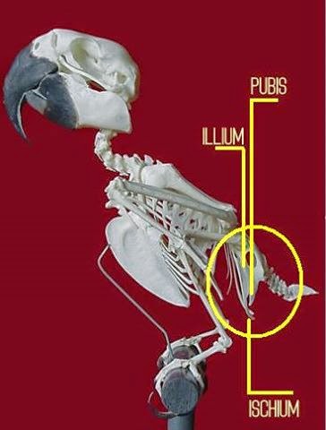 PENJELASAN  Capit Urang penentu kelamin pada Lovebird