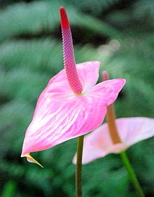 Prospek Anthurium Di Masa Yang Akan Datang