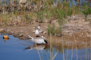 Charrán común y pollo. Common Tern and chicks.