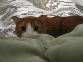 Funny cat pictures part 14, cat under bedsheet