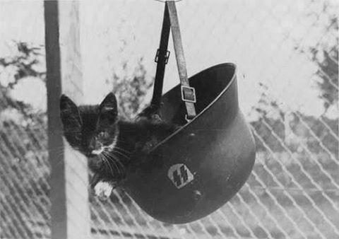هذا القطّ الشّهير رافق في المرّة الأولى البارجة الألمانيّة العملاقة "بيسمارك" في المهمّة الأولى والوحيدة لها في ماي 1941...