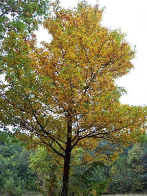 Рябина глоговина (Sorbus torminalis)