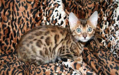 Bengal Cat