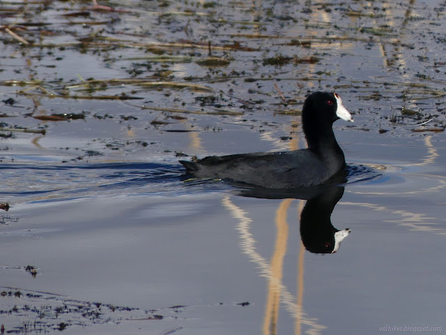 28: black and white bird