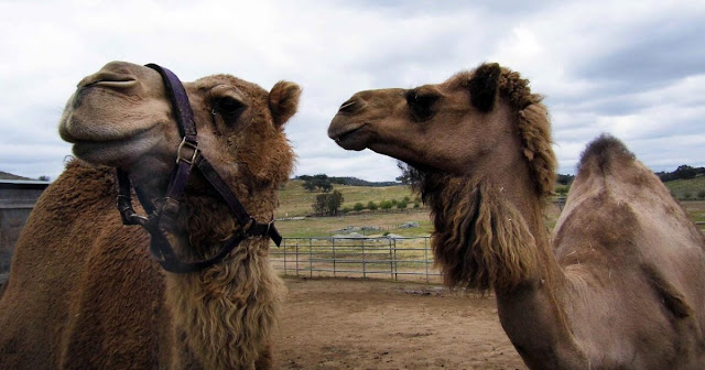 Camel Cavalry - Civil War History