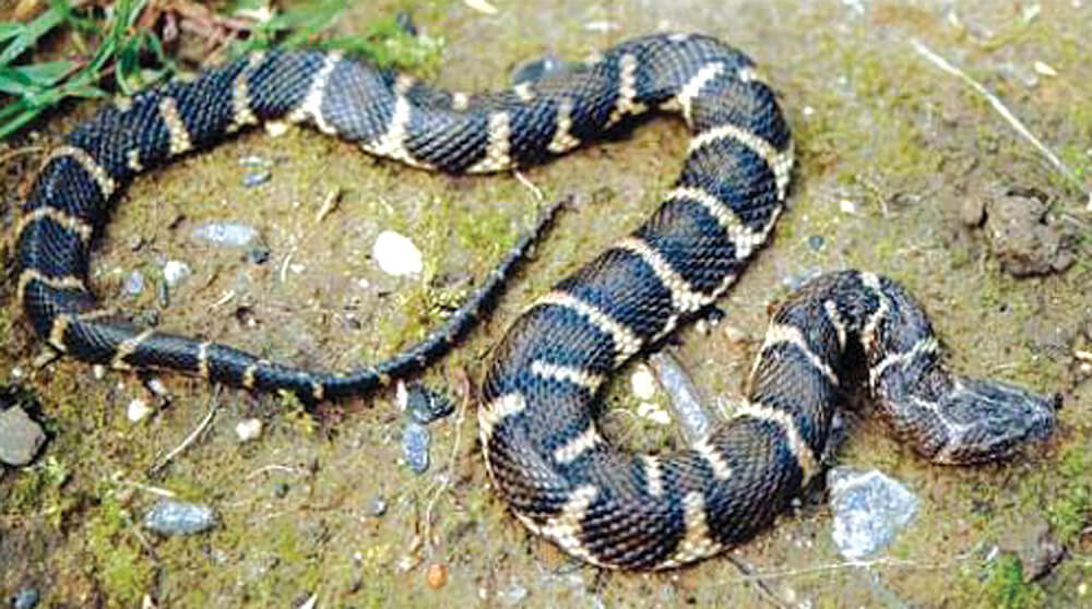 Snakes of Medical Importance in Nepal