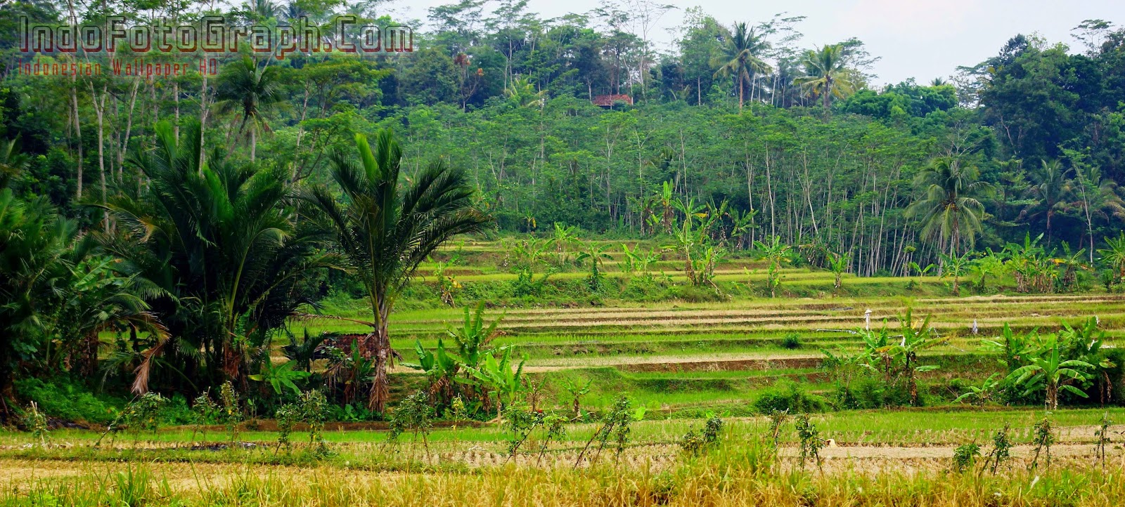  Gambar  Wallpaper Pemandangan  Sawah Gudang Wallpaper