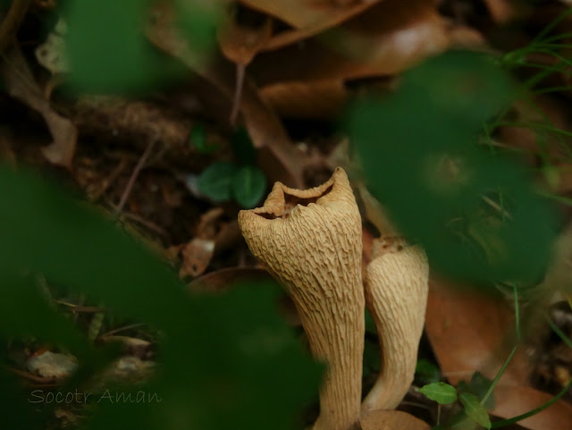 Gomphus floccosus