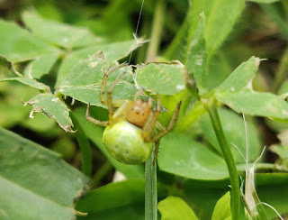 A spider that fell on me