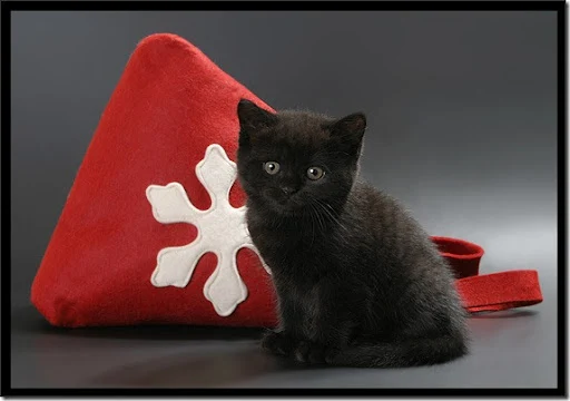 gatos gorro papá noel (23)