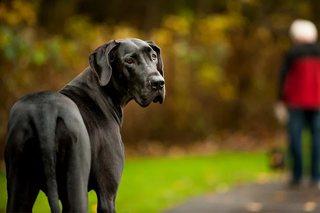 German Shorthaired Pointer Great Dane Mix
