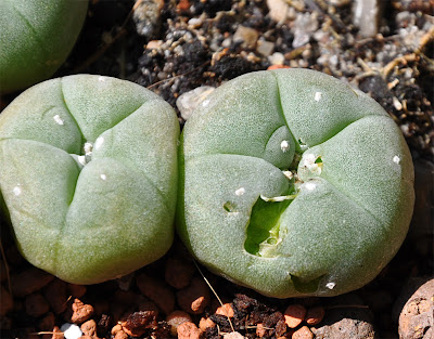 Peyote cactus maimed by bird