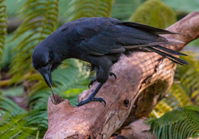 O inteligente corvo havaiano, extinto na natureza e de difícil reintrodução