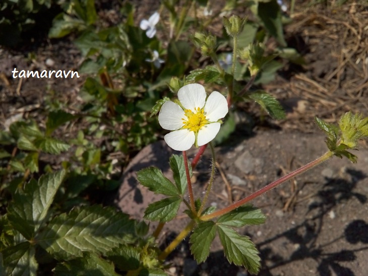 Лапчатка скальная (Potentilla rupestris)