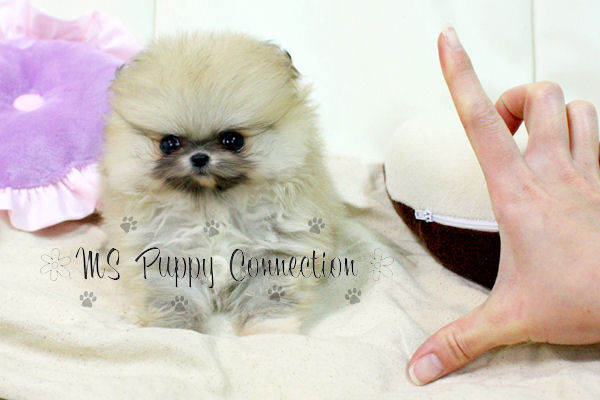 mini pomeranian puppies for free. Teacup Pomeranian Puppies For