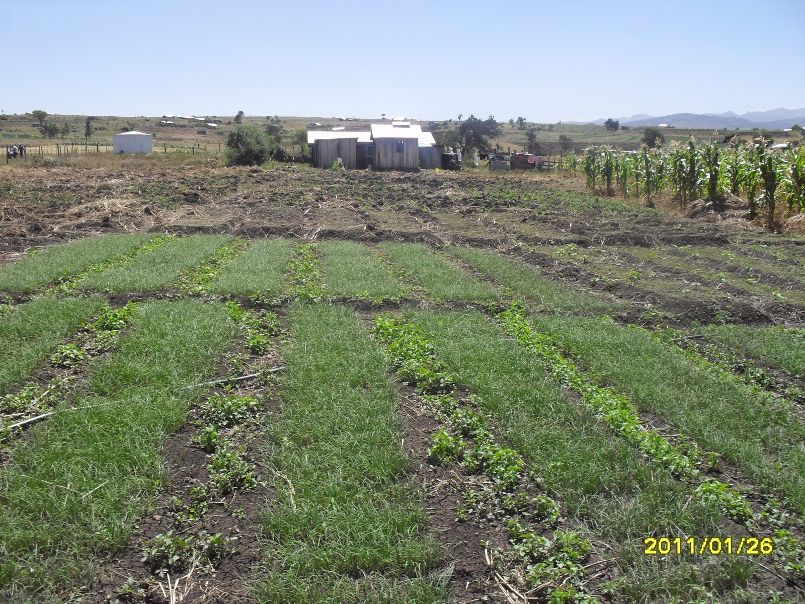 Harvesting Onions