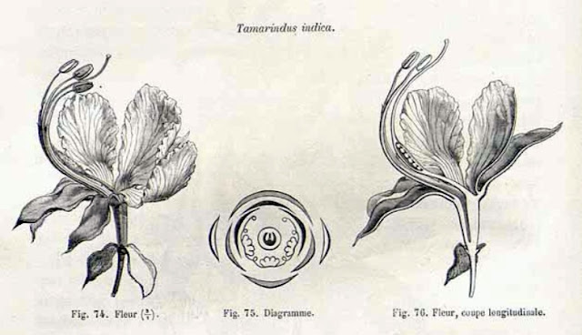 Tamaryndowiec indyjski, tamarind (Tamarindus indica) - jak wygląda w naturze, jak kwitnie, po ilu latach zakwitnie tamaryndowiec? Wygląd, pochodzenie, kwiaty, budowa, owocowanie.