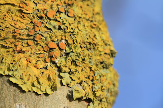 Xanthoria parientina