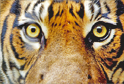 El Tigre de Sumatra El Tigre de Sumatra