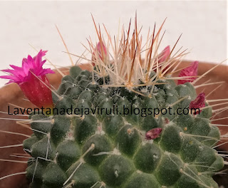 como-cuidar-mammillaria-spinosissima-var-un-pico